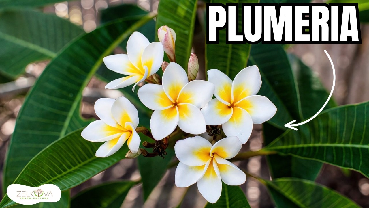 CACALOX&Oacute;CHITL o Flor de Mayo - El &Aacute;RBOL/ARBUSTO M&aacute;s Amado del MUNDO