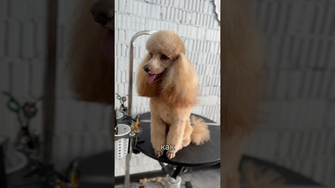 Классическая стрижка пуделя. Как Вам результат ☺️ #dog #viral #grooming #собака