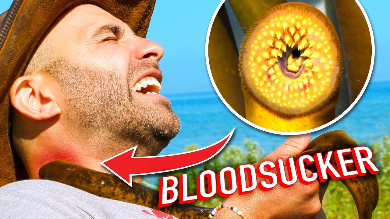 Do NOT Let This Fish Bite You! (Sea Lamprey vs. Coyote) & MORE!