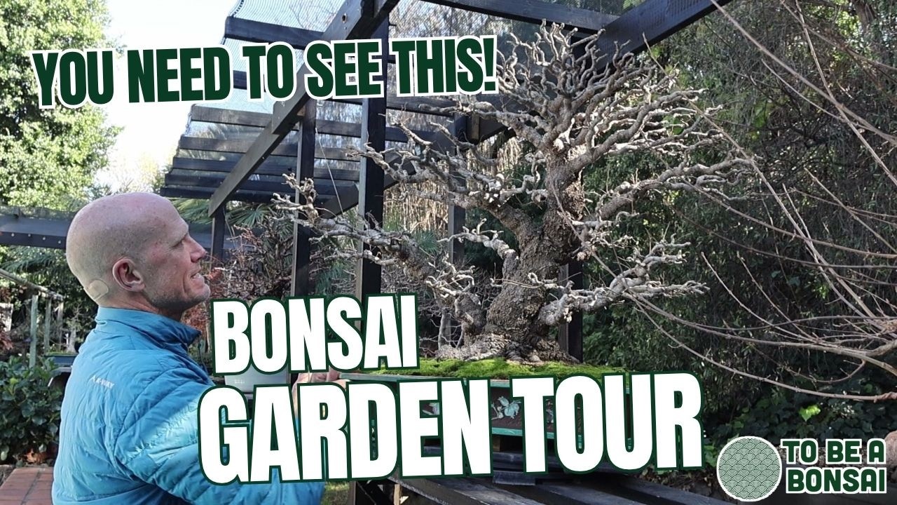 Bonsai Garden Tour with a South African Bonsai Artist
