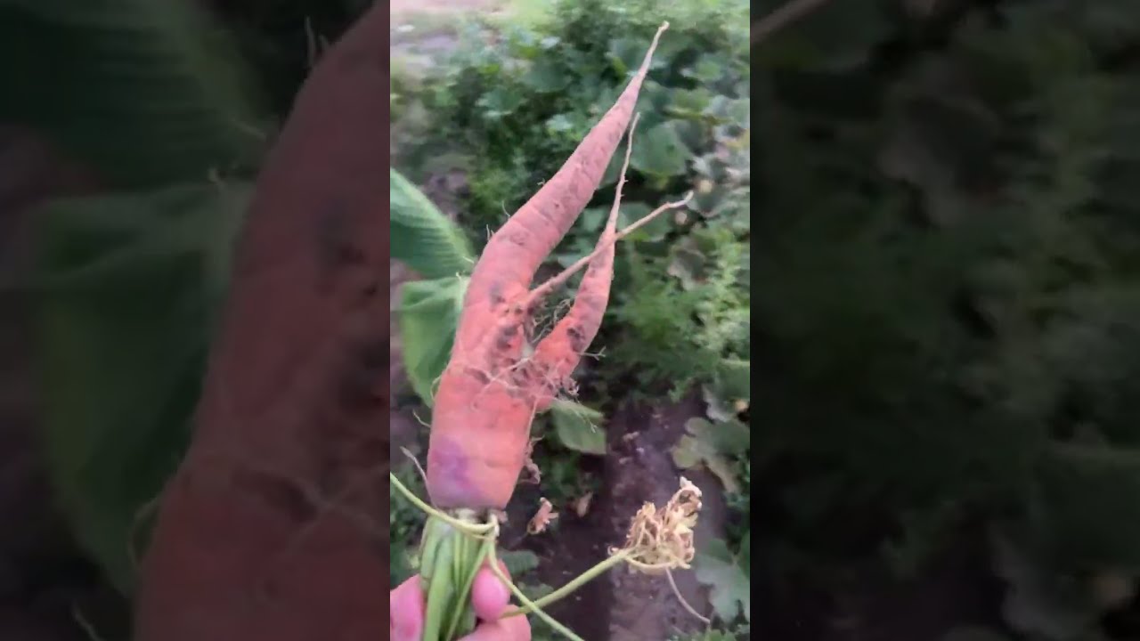 Algo Chido TV is live! The BIGGEST CARROT IN THE WORLD 2025