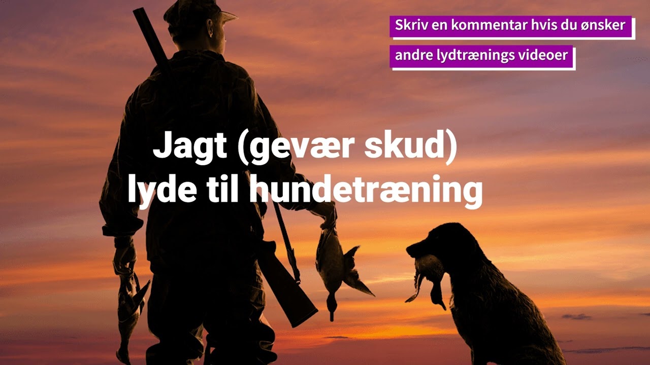 Jagt tr&aelig;ning. Gev&aelig;r skud lyde til hundetr&aelig;ning