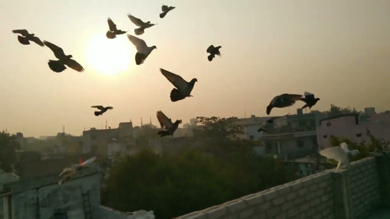 Kabuter aage  kar ne ki choti se kosis 