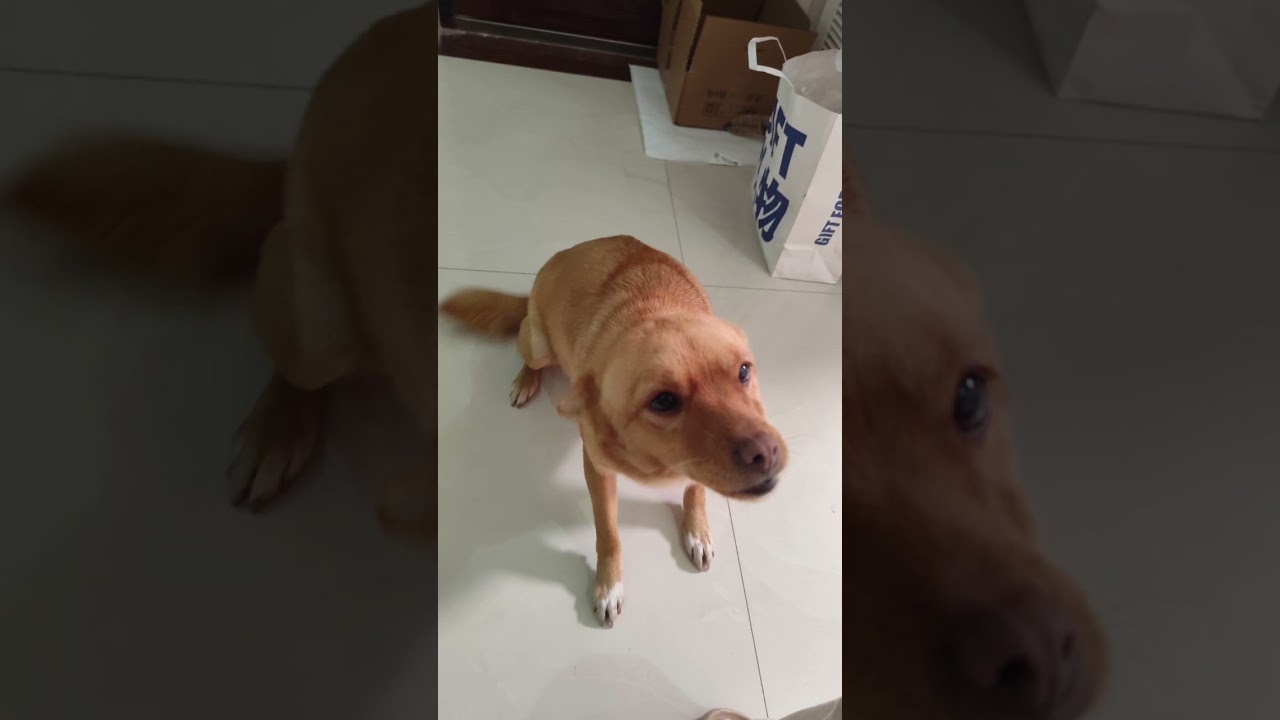 Rescued Pup's Heartwarming Transformation