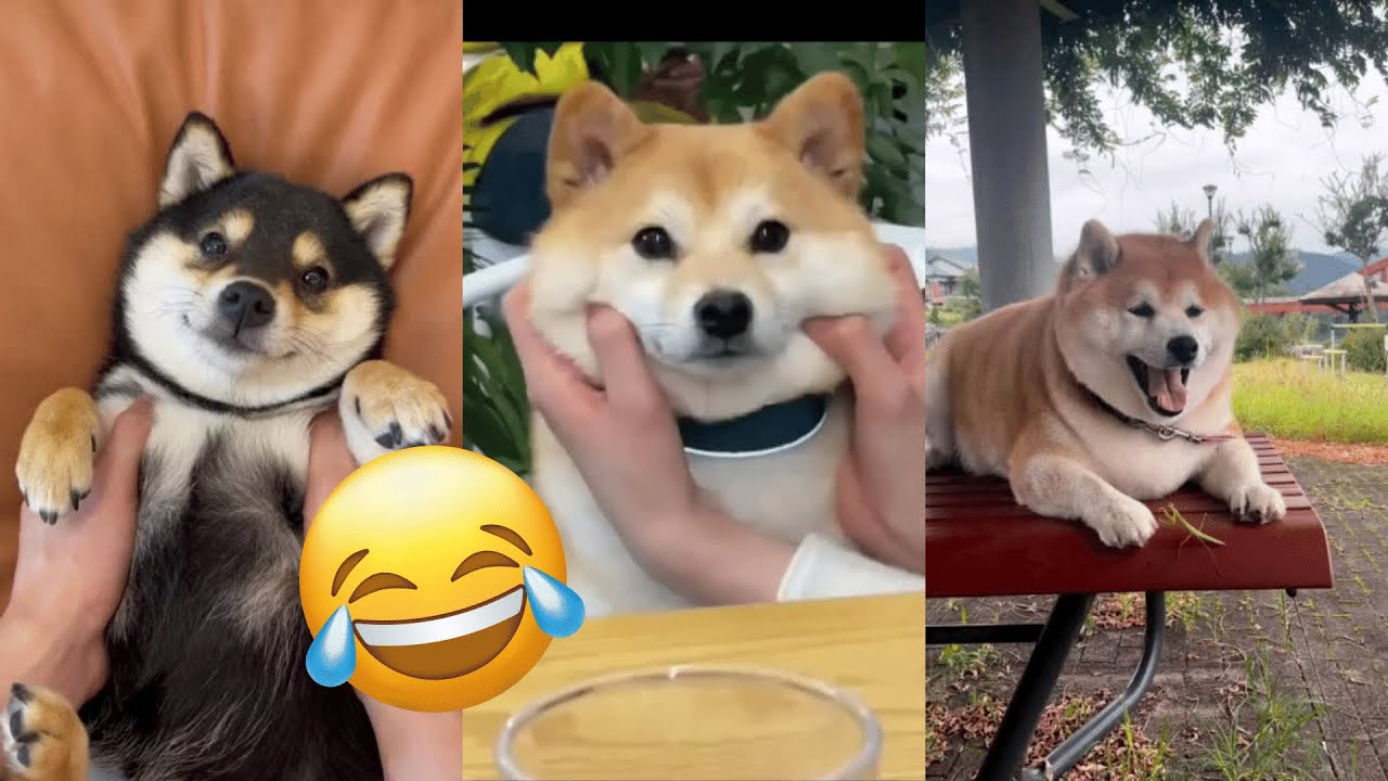 Funniest shiba inu Videos 2023 😂 New Funny Shiba Inu best Videos 😺🐶 Part 4  Tik Toks Compilation