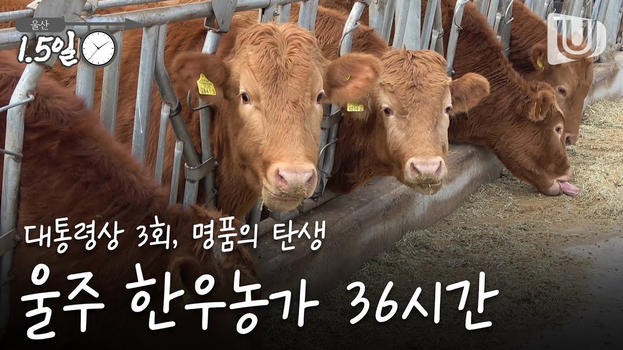 [울산1.5일]대통령상 3회, 명품 한우가 탄생하는 '울주 한우농가 36시간'