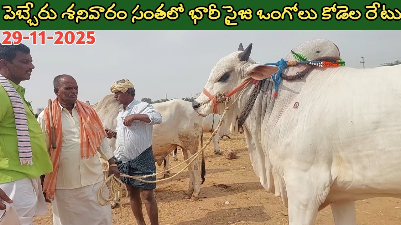 పెబ్బేరు శనివారం ఎద్దుల సంత | Pebbair Saturday Bulls market | Oxen prices | 29-11-2025 @purnafarms 