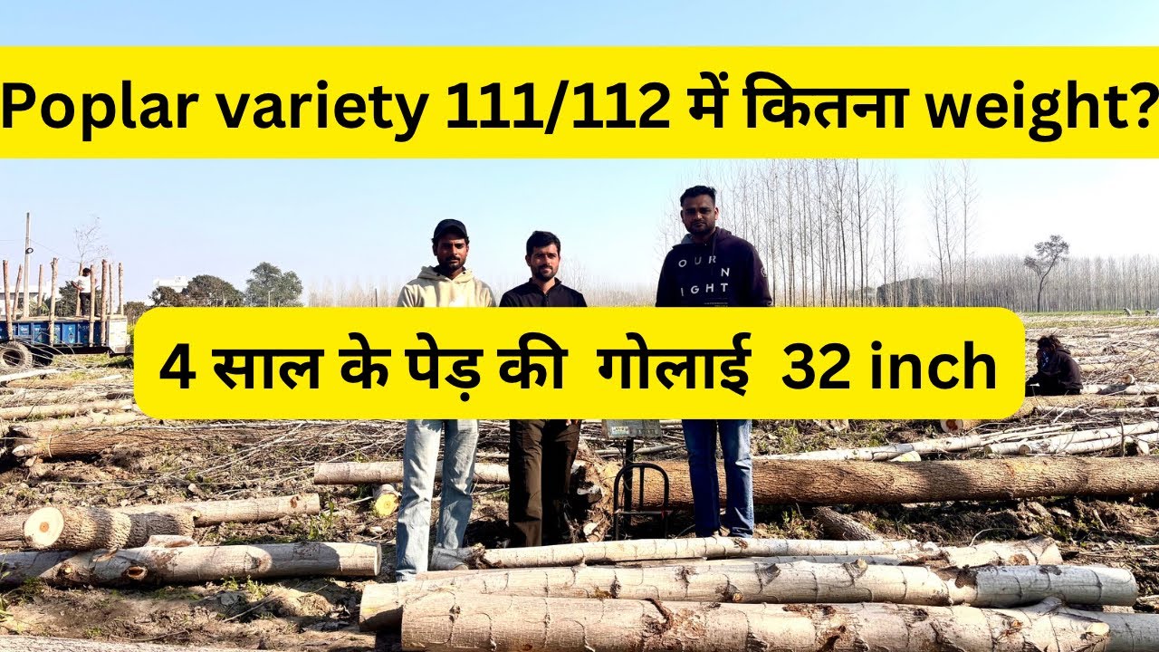 पॉपलर वैरायटी 111/112 चार साल के पेड़ की गोलाई 32 inch 