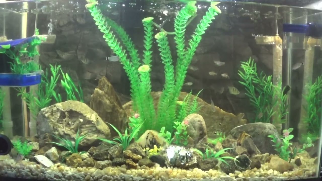 My Community Aquariums   3/5/2025