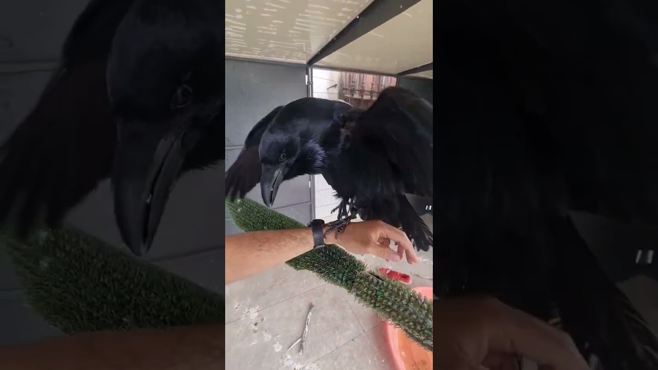 😳😳😳😳cuervo hablando