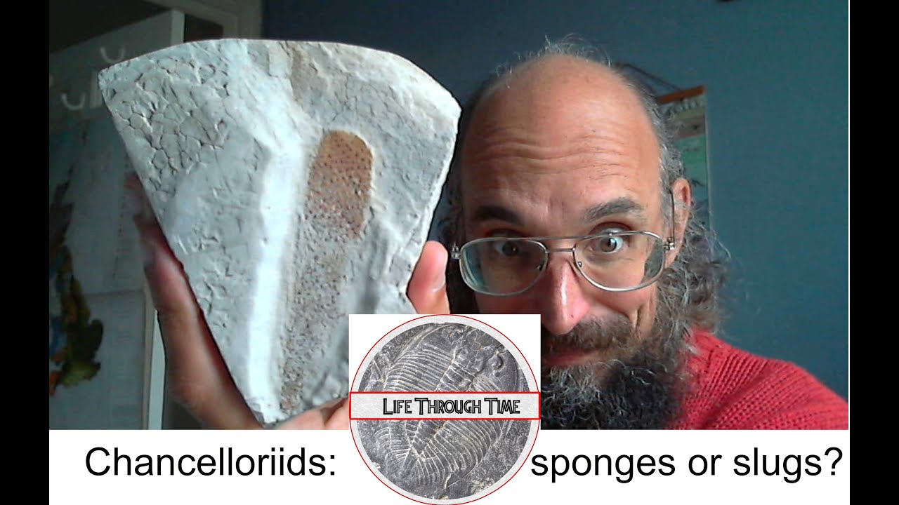 Chancelloriids: slugs or sponges?