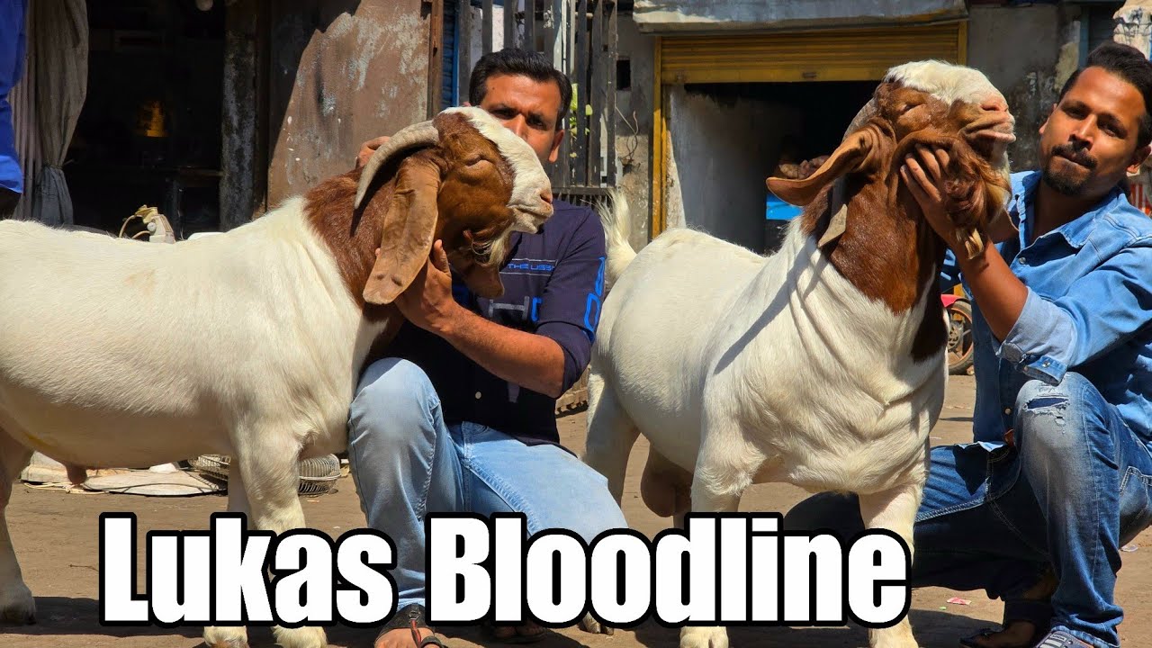 Lukas Bloodline Pure African Boer Goats in Kurla Mumbai