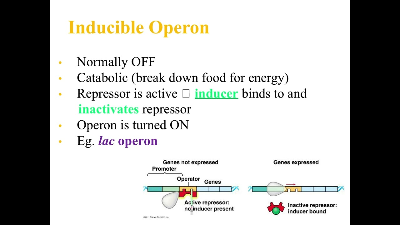 AP Bio Lecture: Regulation of Gene Expression