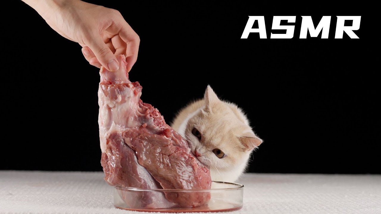 小猫咪啃一整只大羊腿