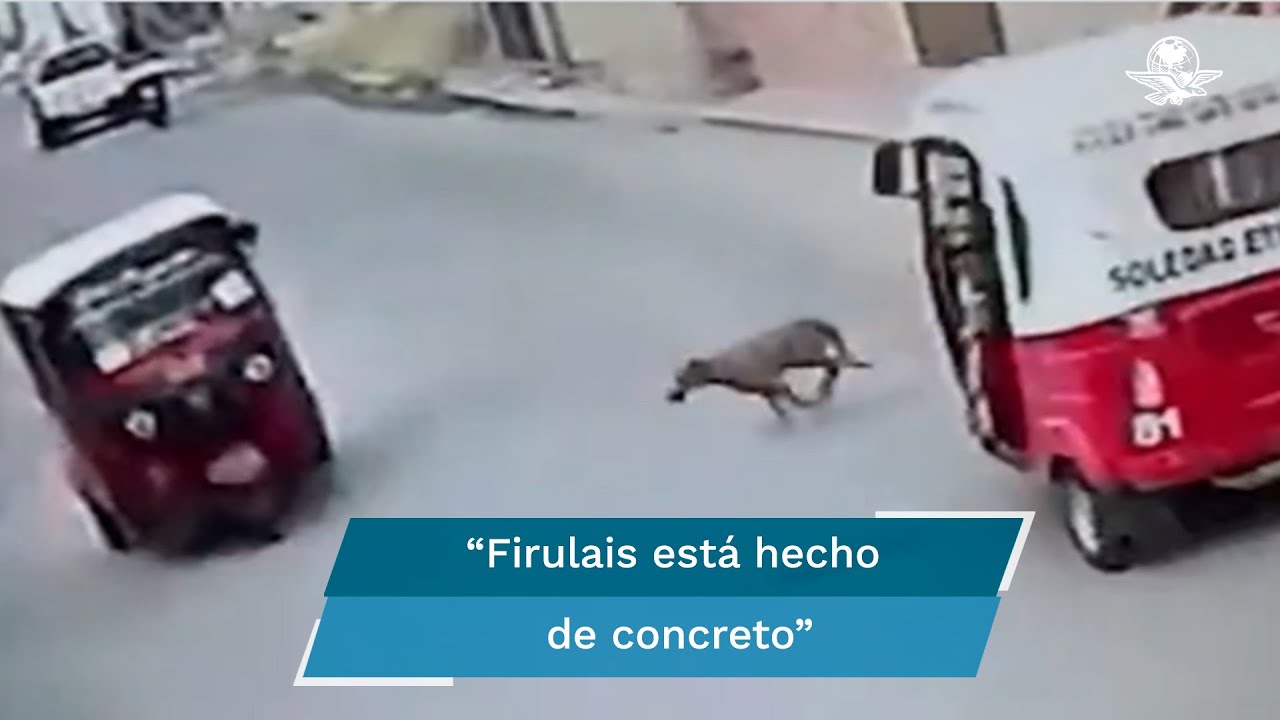 Perrito “atropella” a mototaxi y se da a la fuga