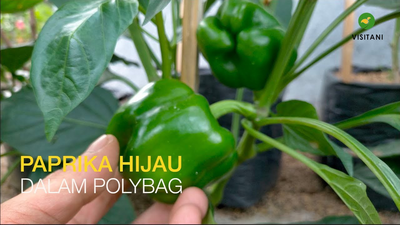 Cara Menanam Paprika Hijau Dalam Polybag Dari Semai Hingga Panen