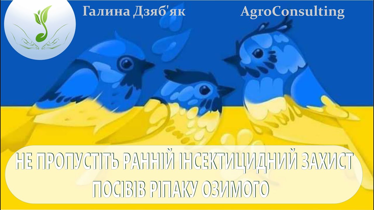 Не пропустіть ранній інсектицидний захист посівів ріпаку озимого