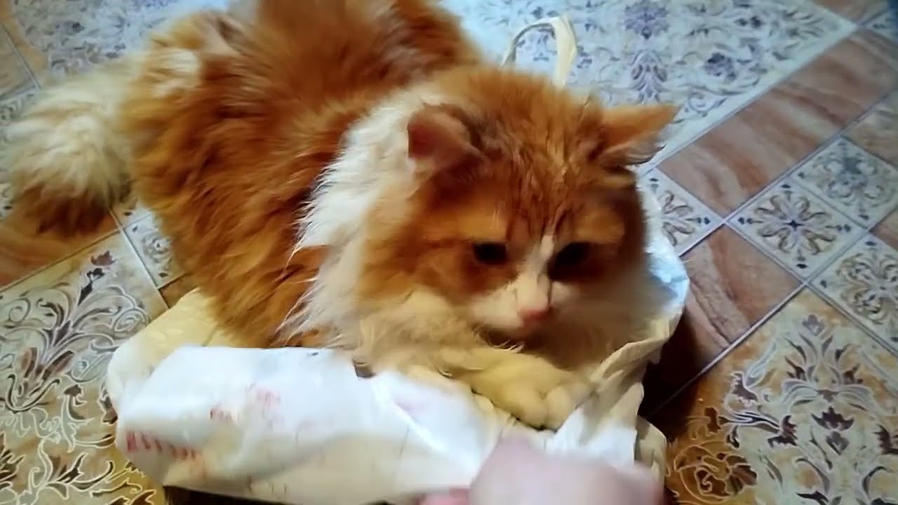 Кот Маркус после болезни:вы не поверите!😸