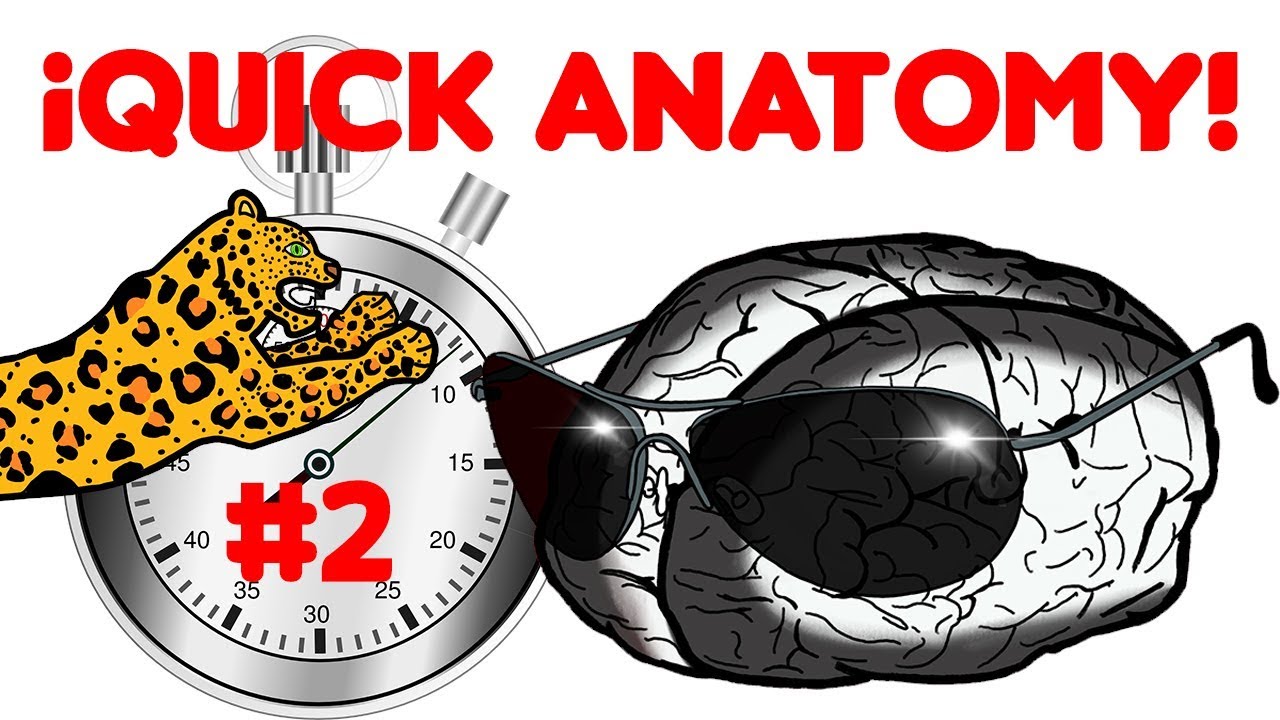 Quick Anatomy #2: Diaphragmatic Structures