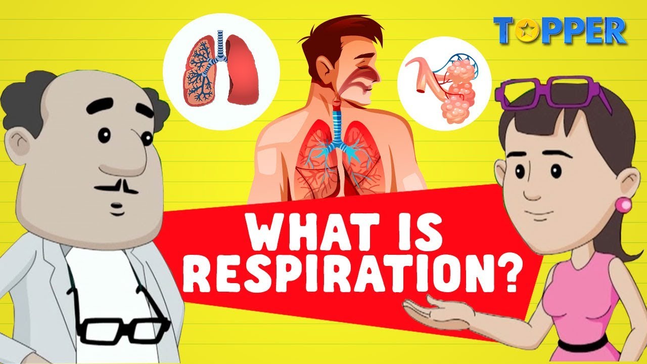 Respiration | Types of Respiration | Class 7th Biology |