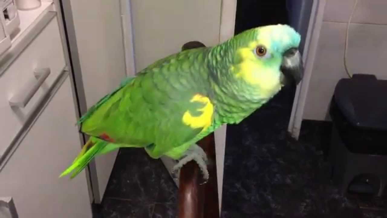 Mi loro hablando.