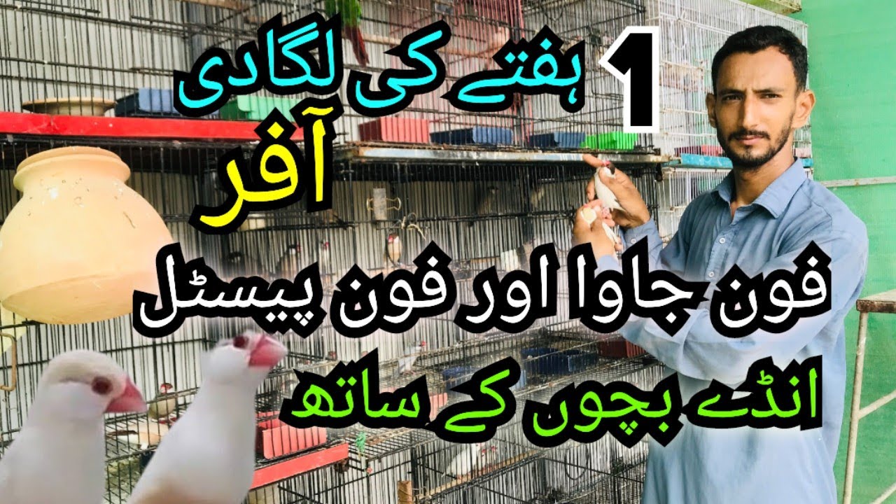 OFFER| FOAN PASTEL JAVA FINCH OR FOAN JAVA FINCH ANDE BACHO KE SATH LAGADI OFFER | INO COCKTAIL 
