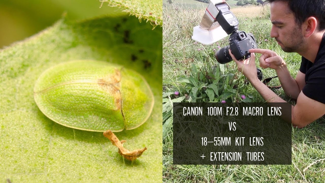 Macro Lens Vs Kit Lens And Extension Tubes | Photographing Insects