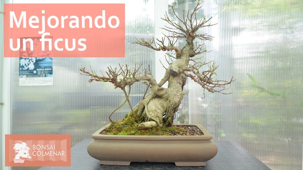Mejorando un ficus - Bonsai Colmenar