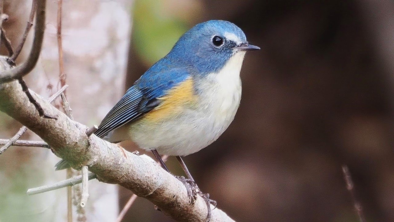 冬に聞く！ルリビタキの鳴き声♪【癒しの野鳥映像８分間】