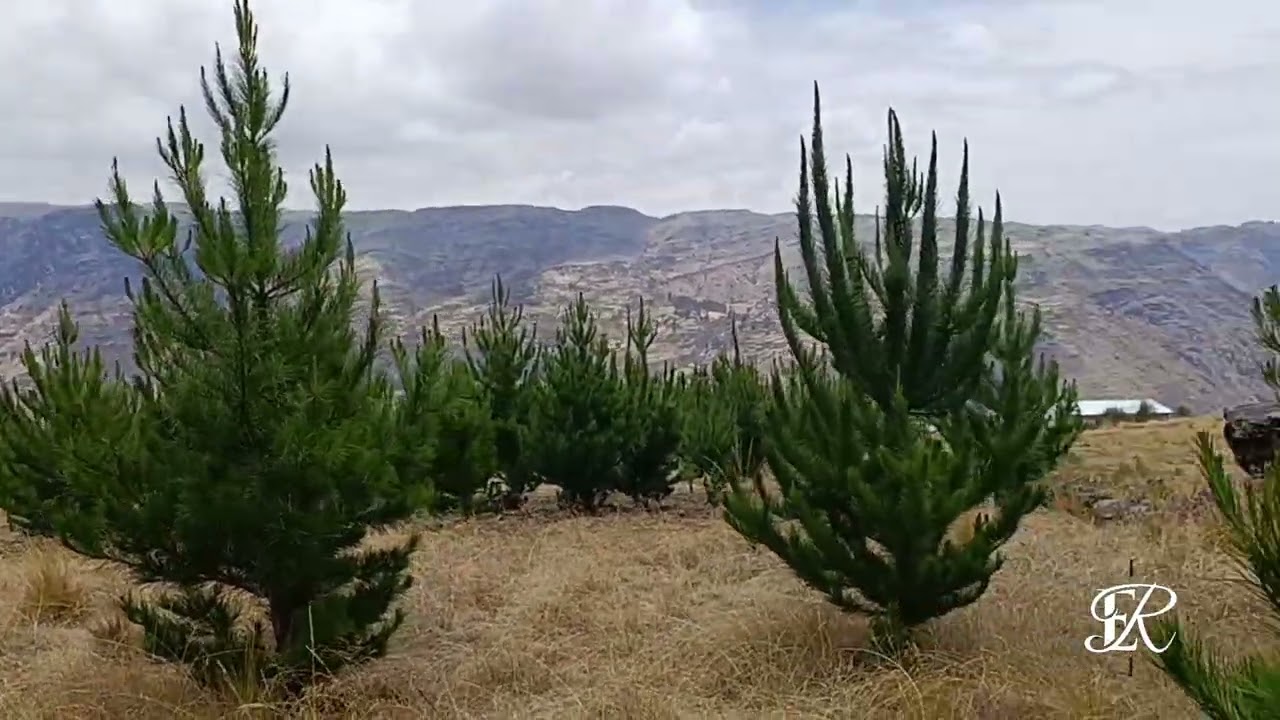San Lorenzo de Huacarpana, paraíso de pinos. Video Enero 2026