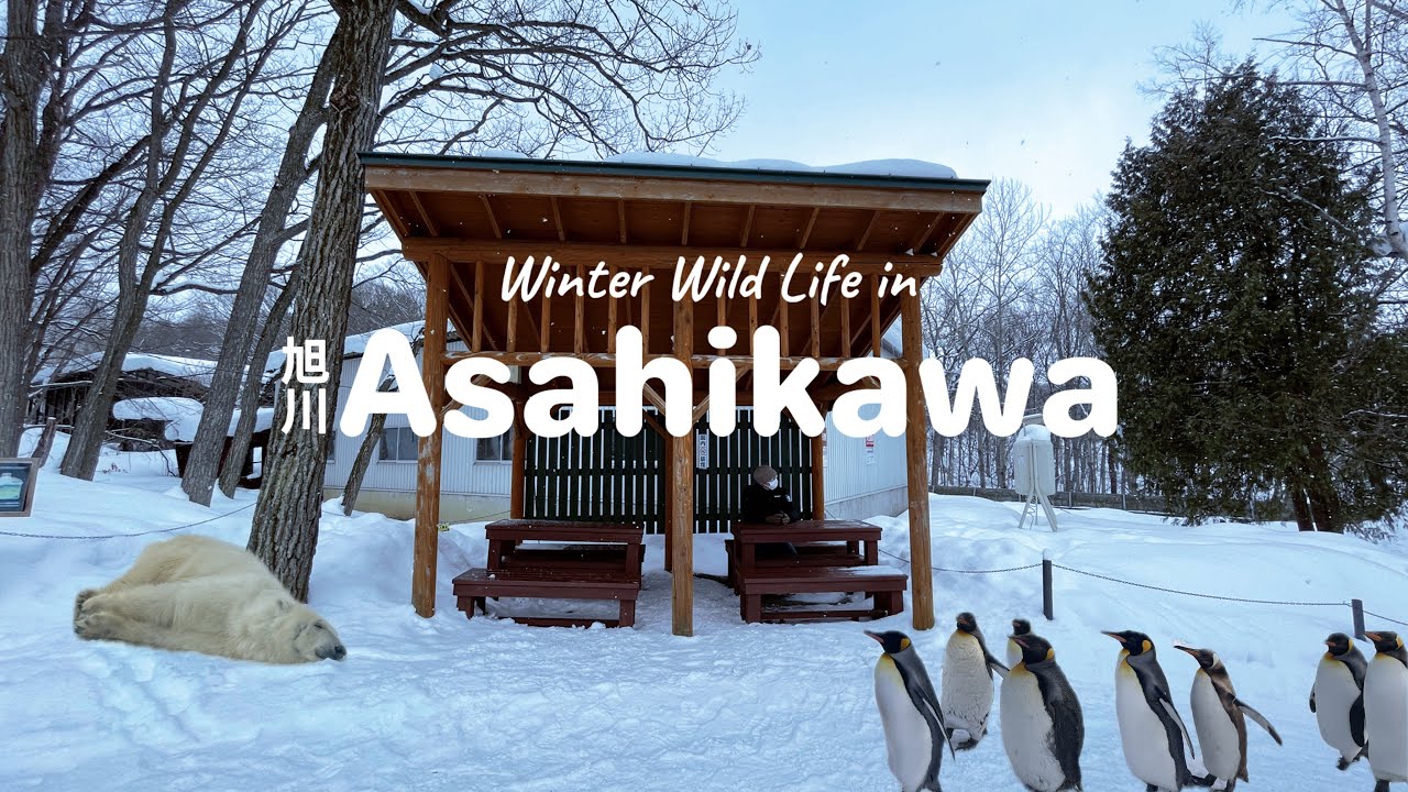 ASAHIKAWA Winter Vlog – Discovering ASAHIYAMA ZOO on My Own | Hokkaido