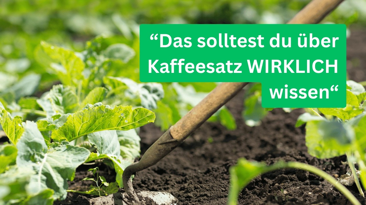 Kaffeesatz im Garten - Die GANZE Wahrheit &uuml;ber den braunen D&uuml;nger!