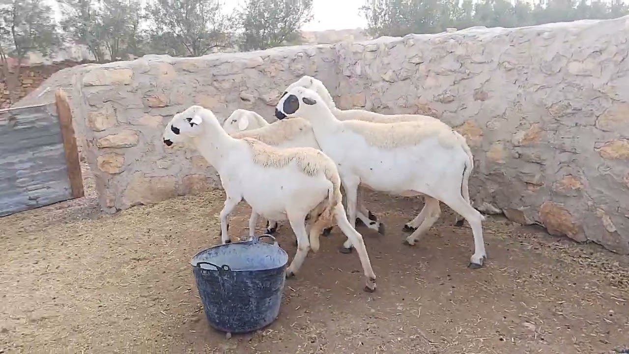 نعجات صرديات  ملكيات للبيع للتواصل 0602135355