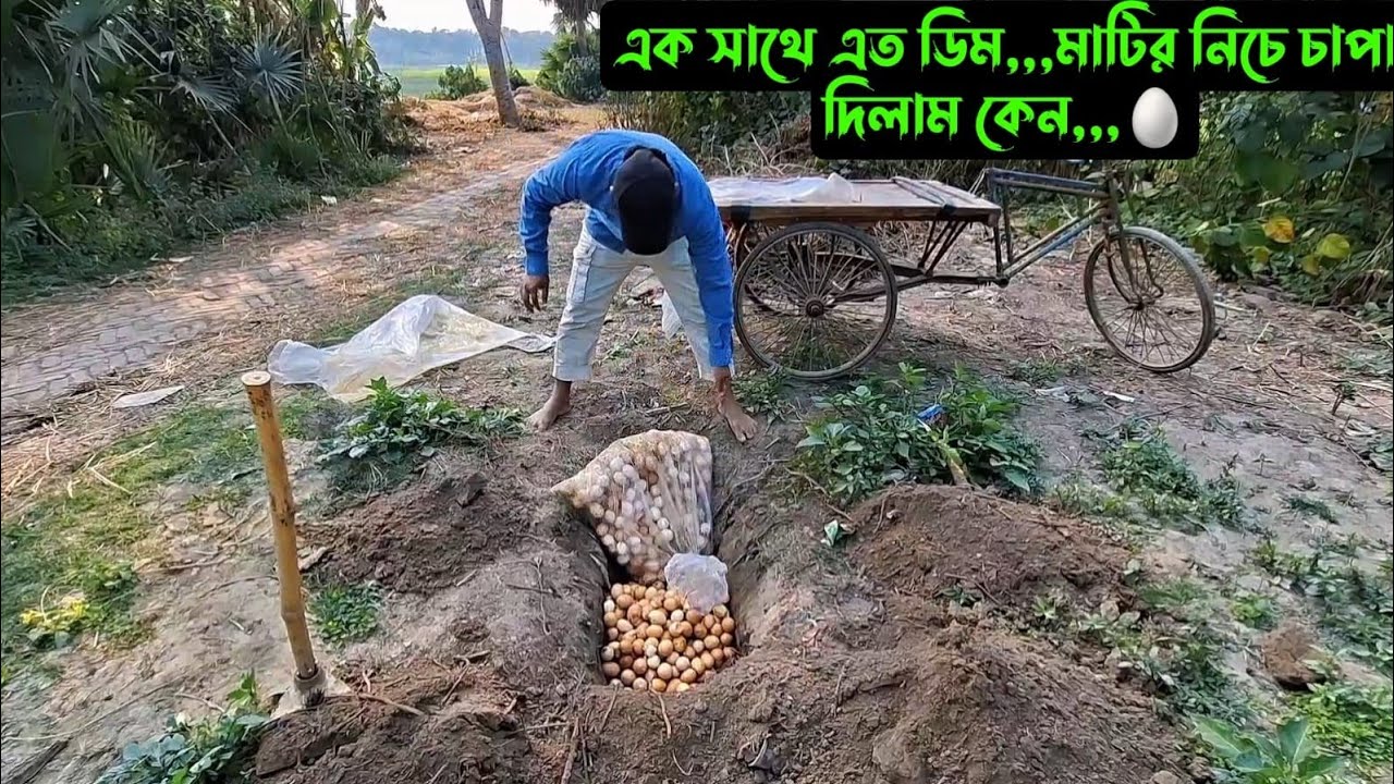 এক সাথে এত ডিম,,,মাটির নিচে চাপা দিলাম কেন,,,🥚