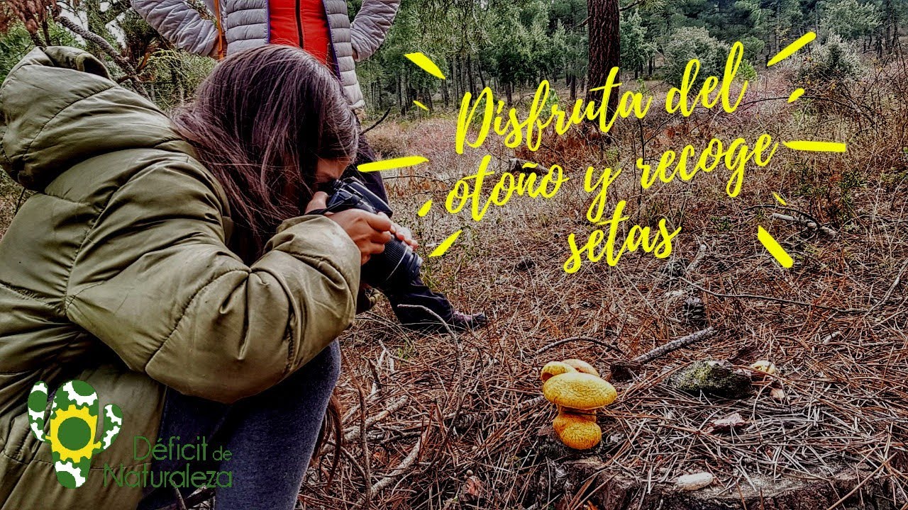 Disfruta del oto&ntilde;o y recoge setas
