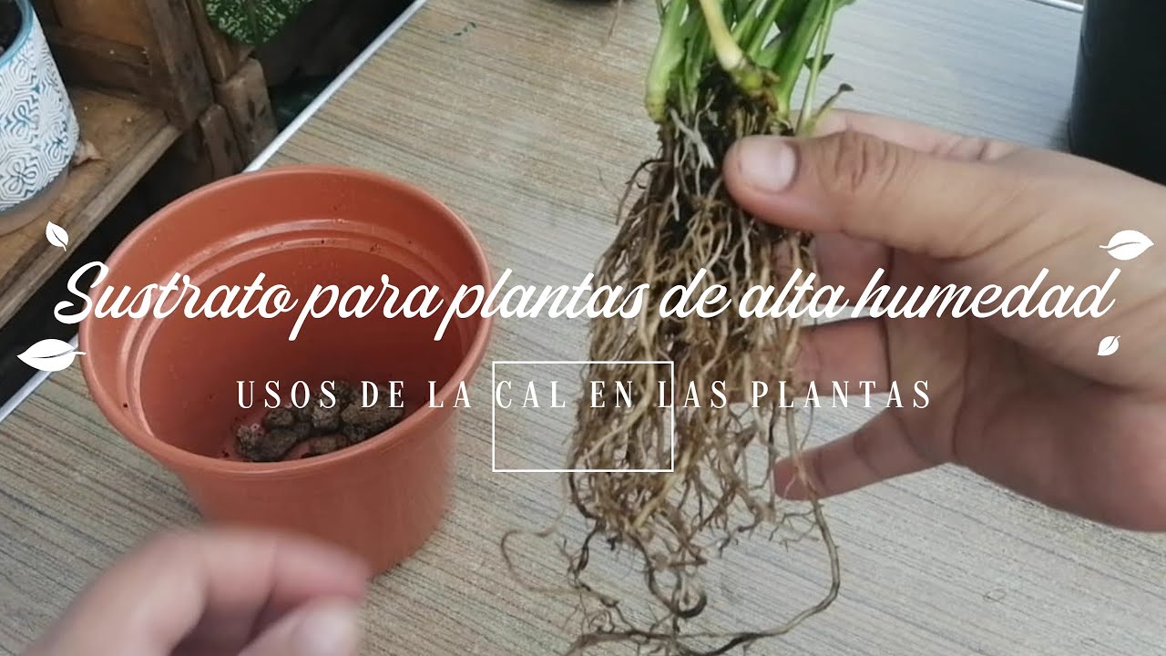 Como usar la CAL en nuestras plantas y sustrato para plantas de alta humedad