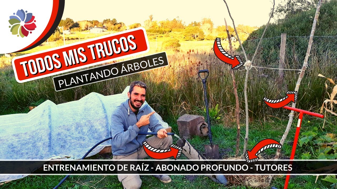 🌳 ASÍ PLANTO todos mis ÁRBOLES - 🍋🍊🍎🍒🍑🥑 nunca se mueren, crecen rápido y dan frutas