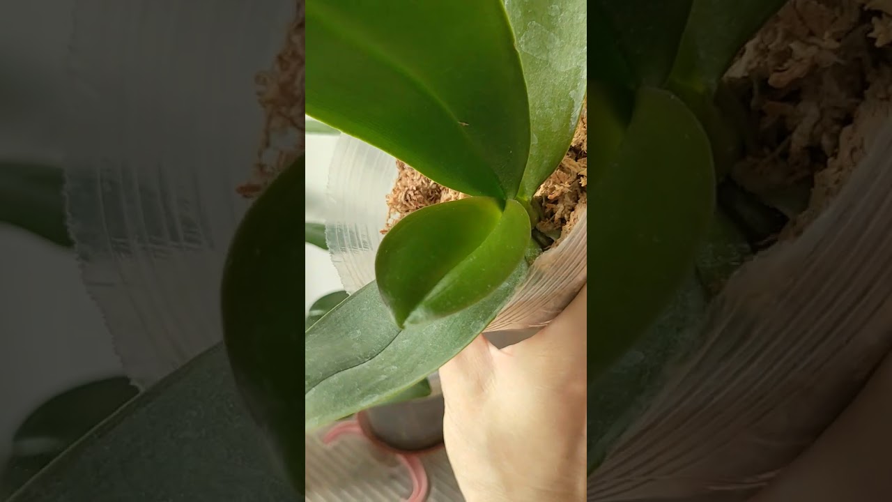  Полив и цветоносы орхидей моих на окошке. 🌱 💞