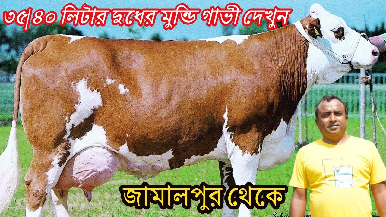 ৩৫/৪০ লিটার দুধের মুন্ডি গাভী গরু দেখুন, জামালপুর থেকে, গরুর খামার ,গরু পালন । Cow Farm