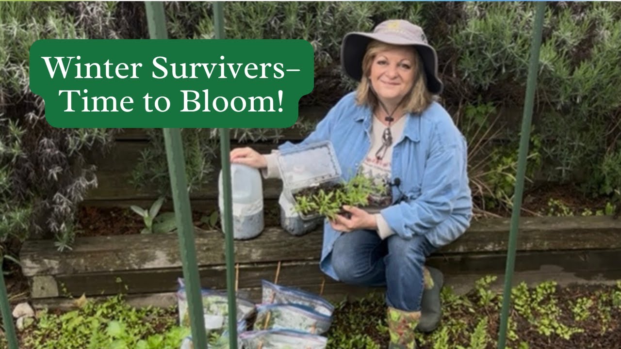 Planting Up Winter-Sown Flowers | Easy Garden Transition to Spring Blooms 🌼❄️