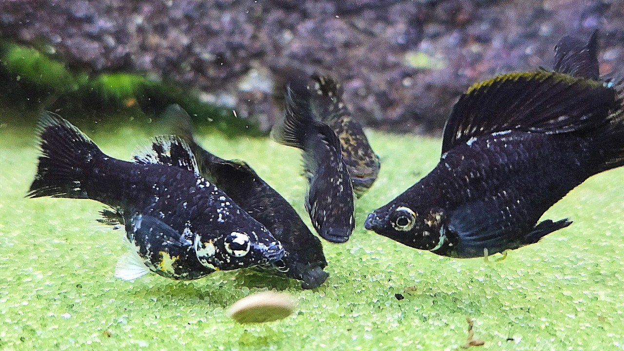 🐟Balloon Molly Feeding Time🐟Freshwater Fish