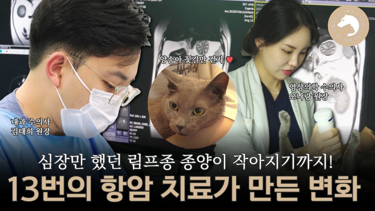 심장만했던 종양이 작아지기까지! 고양이 양송이의 항암치료 여정 #계양스카이동물메디컬센터