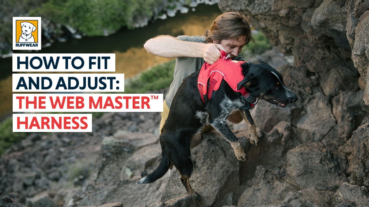 How to Fit and Adjust: The Web Master™ Harness