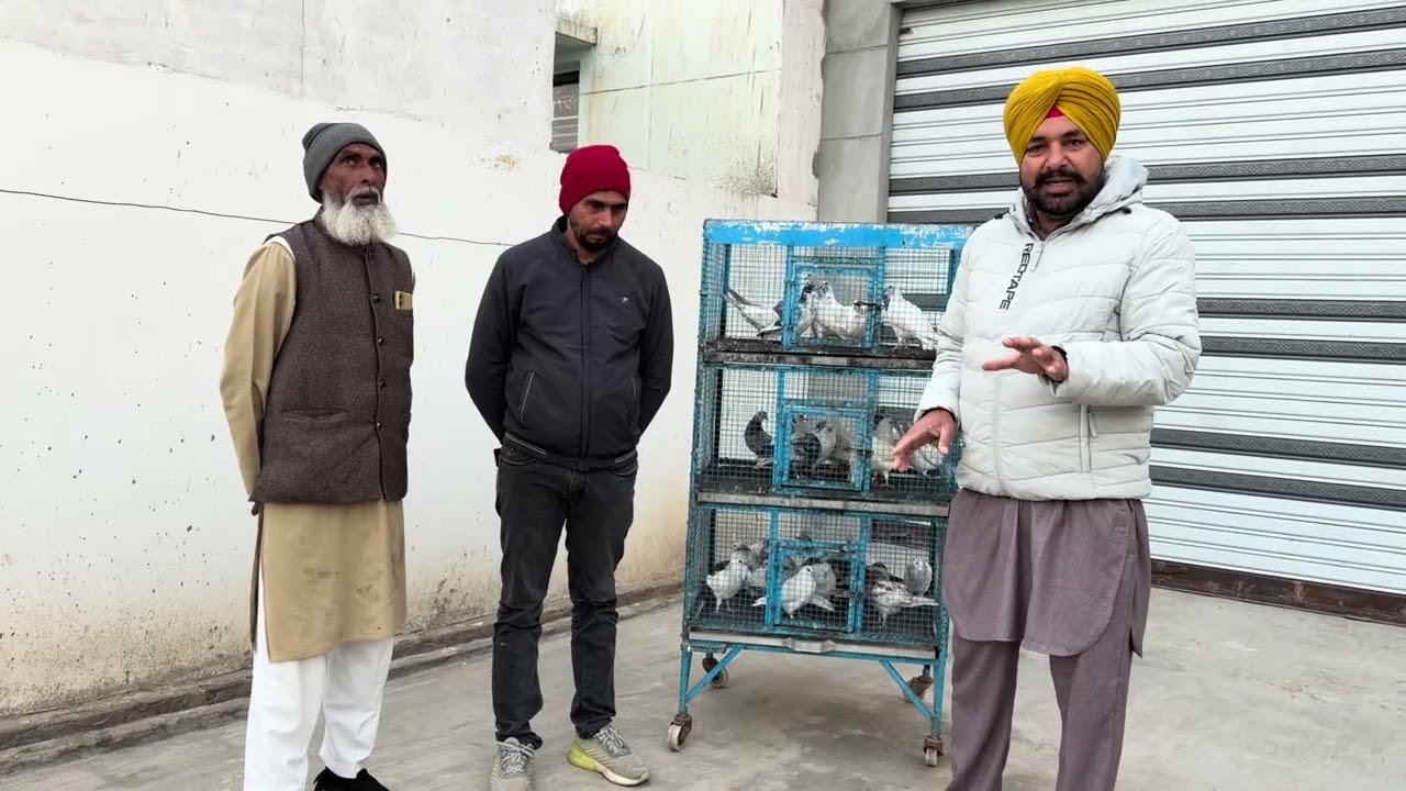 35 chicks Ansaar Vasim bijjnor by Babbu Kainth 8872117070