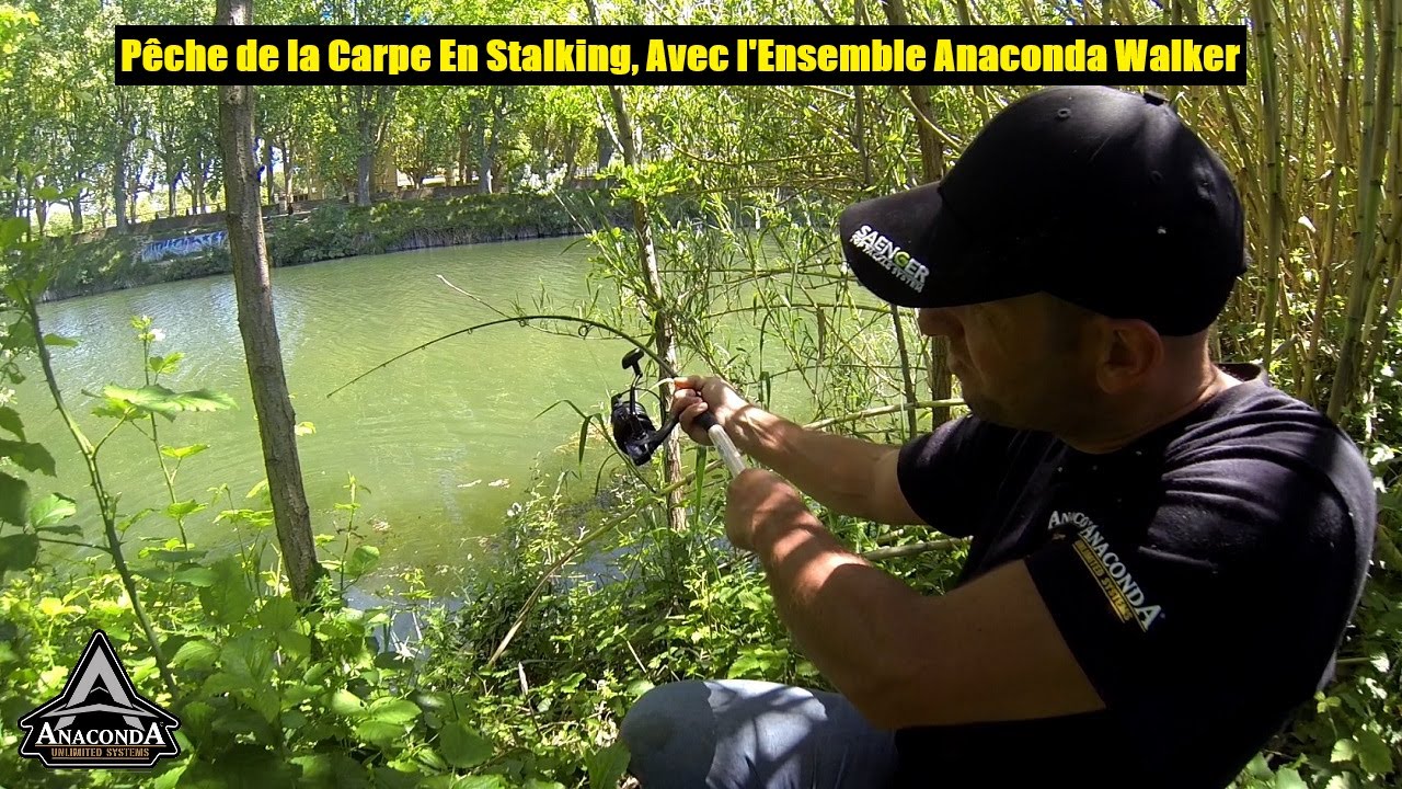 Pêche de la Carpe En Stalking, Avec l'Ensemble Anaconda Walker