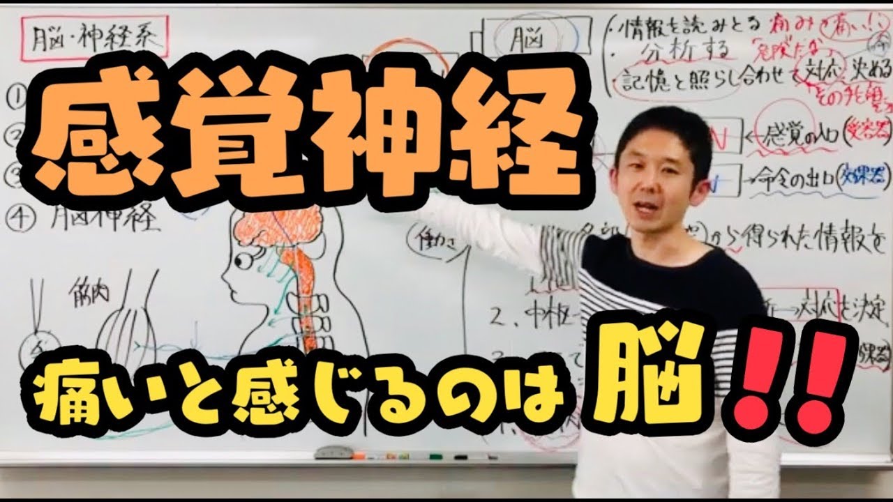 脳の情報処理（感覚神経、感覚野）【第６９回】