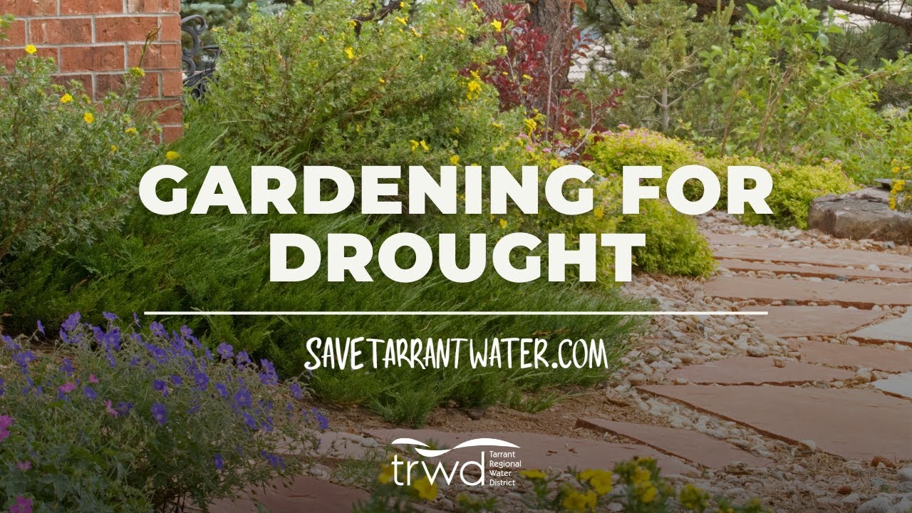 Gardening for Drought
