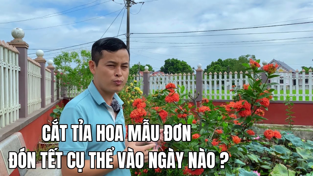 Cắt tỉa hoa Mẫu đơn đ&oacute;n Tết cụ thể v&agrave;o ng&agrave;y n&agrave;o?