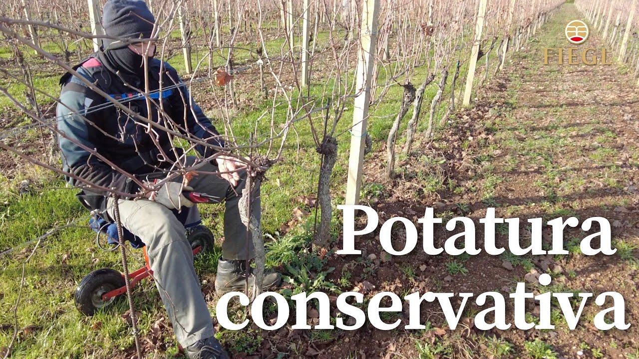 La potatura conservativa della vite