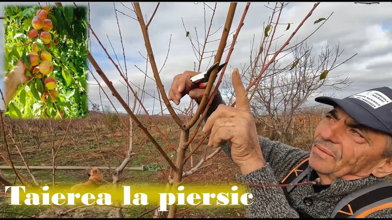 Tăierea la piersic